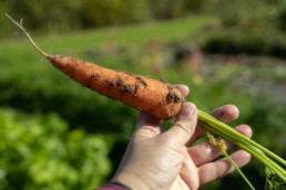 Porkkanaa voi itse kasvattaa vaikka viljelylaatikossa.